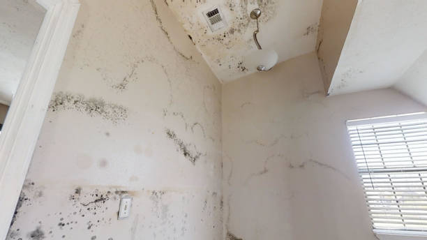 Professional Mold Removal in Ackley, IA