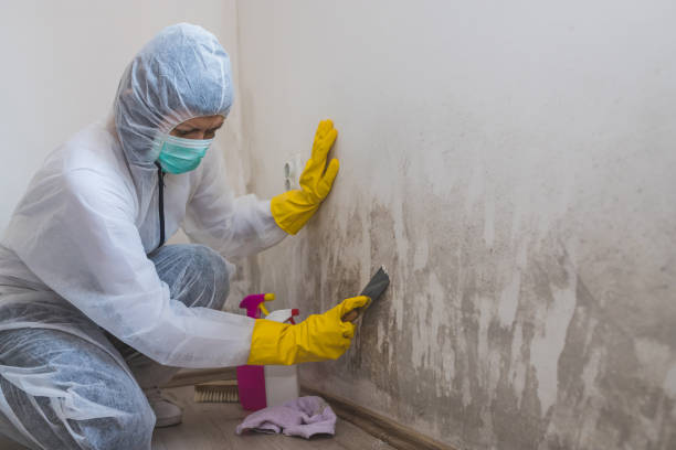 Best Post-Construction Mold Inspection  in Ackley, IA