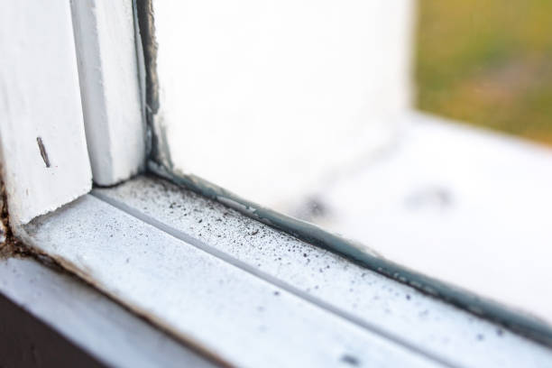Best Environmental Consulting for Mold Prevention  in Ackley, IA