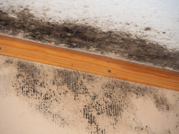 Best Forensic Mold Investigation  in Ackley, IA