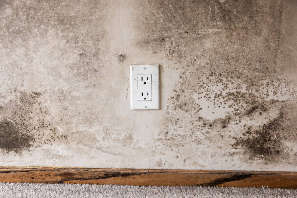  Ackley, IA Mold Removal Pros